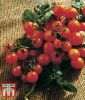 Ampeltomate "Balconi Red" - Solanum lycopersicum